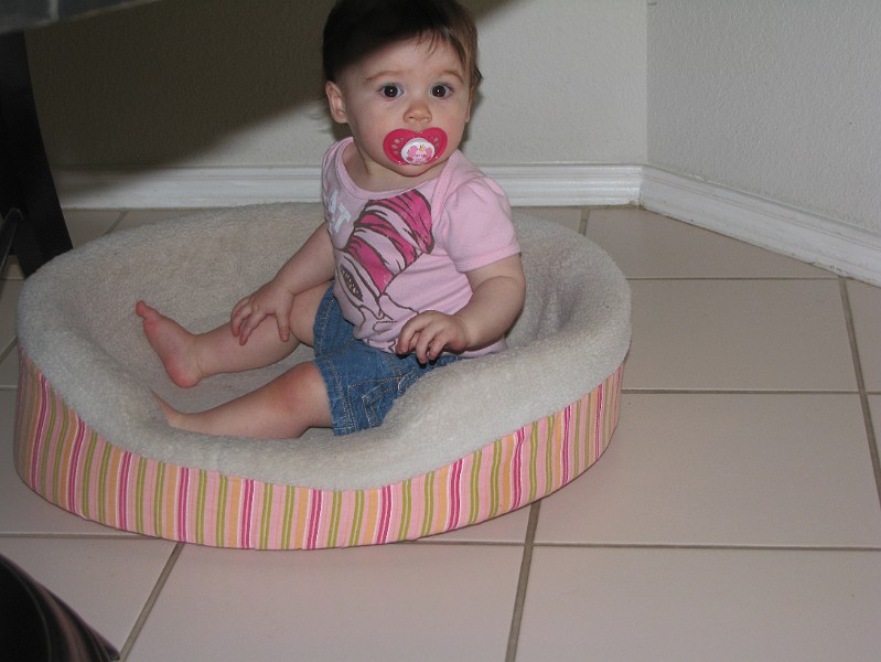 IMG_2580.JPG - This bed is just right for me! Nope, no pug hair in here.