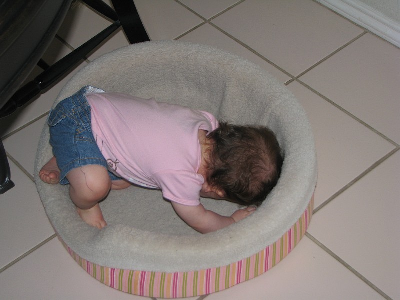 IMG_2582.JPG - Sniff, sniff. This smells like pug butt.