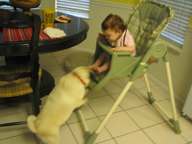 IMG_2593.JPG - Spanky Mae helps Mommy clean my high chair.