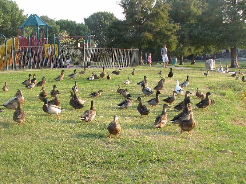 DucksAtPark.JPG - Here, duckies, duckies, duckies...