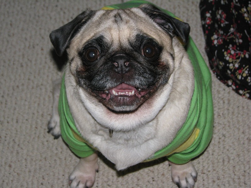 IMG_1801.JPG - Spanky Mae is ready for Halloween.