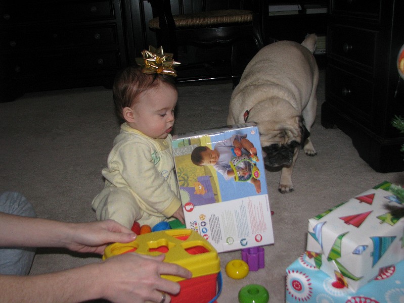 IMG_2034.JPG - I'm tellin' you, pug dog. Back away from my loot.