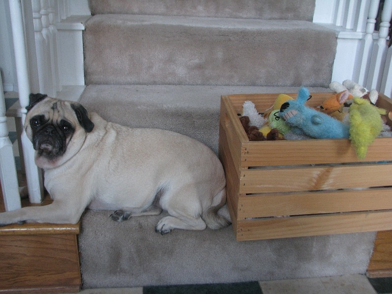 IMG_2084.JPG - Spanky Mae took a breather on the steps next to her toy box.