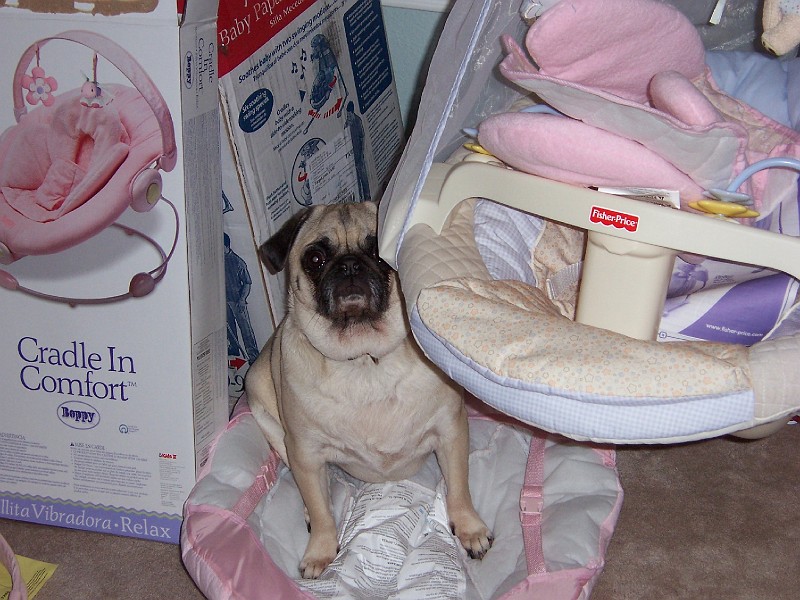 Picture_406.jpg - Spanky Mae inspects my all my baby apparatuses.